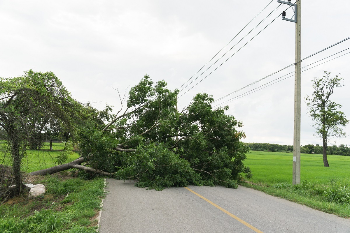 What is Your Potential Liability to Neighbors for Fallen Trees